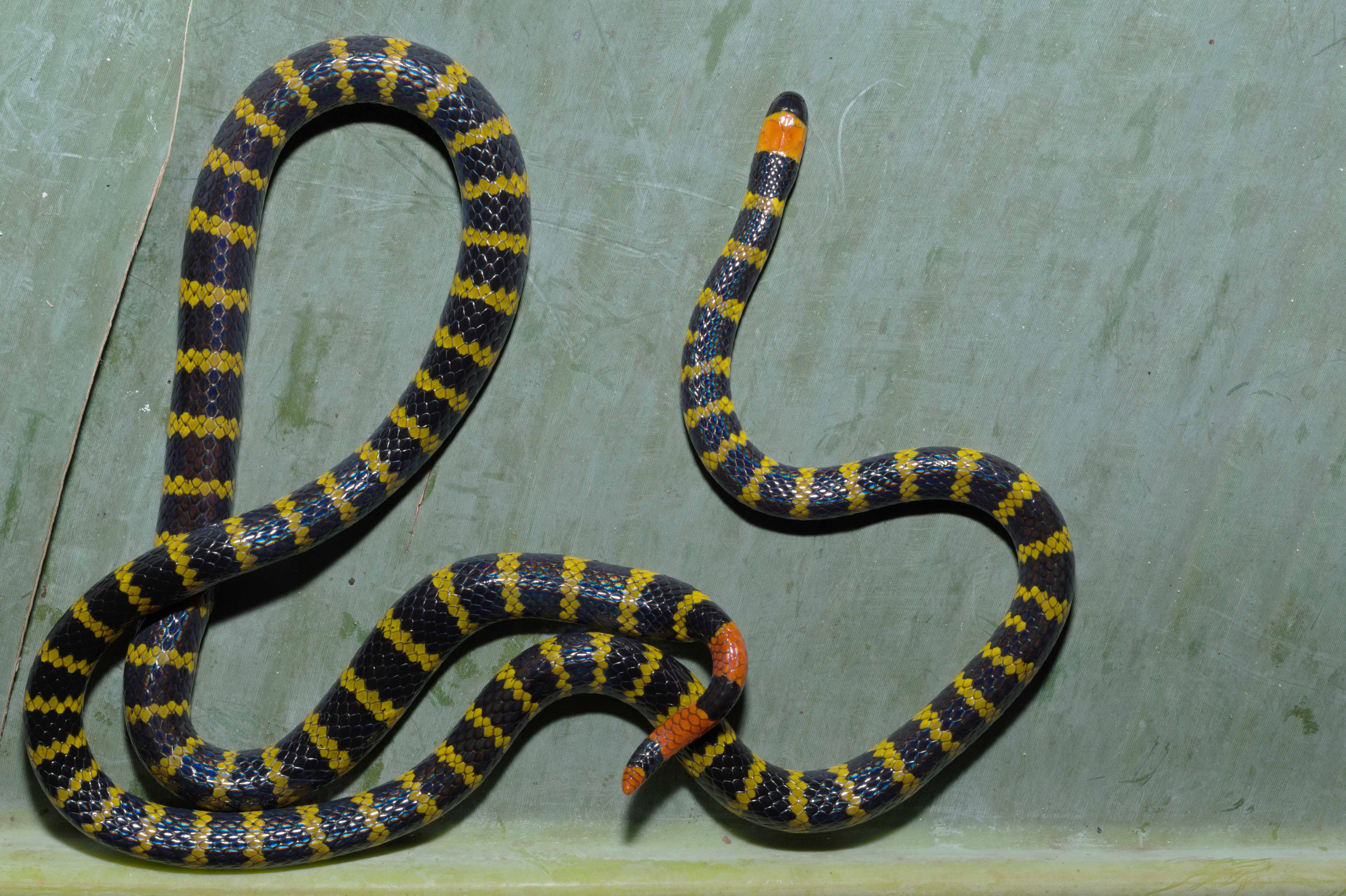 Micrurus mipartitus low.jpg